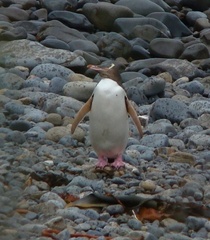 Megadyptes antipodes