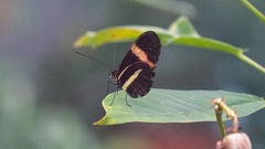 Heliconius erato