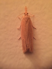 Bactra noteraula