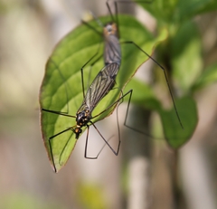 Nephrotoma appendiculata