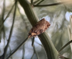 Cryptoptila australana
