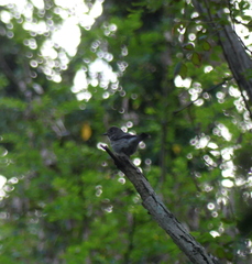 Muscicapa griseisticta
