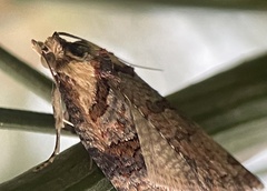 Cryptoptila australana