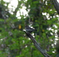 Muscicapa griseisticta