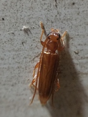 Astetholea pauper
