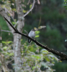Muscicapa griseisticta