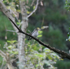Muscicapa griseisticta