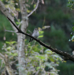 Muscicapa griseisticta