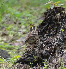 Emberiza elegans