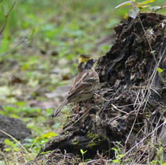 Emberiza elegans