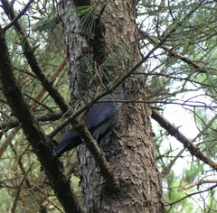 Corvus macrorhynchos