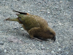 Nestor notabilis