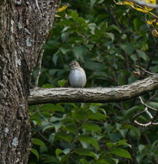 Muscicapa griseisticta