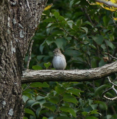 Muscicapa griseisticta