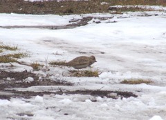 Alaudala heinei