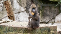 Mandrillus sphinx