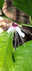 Capparis micracantha