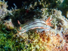 Chromodoris