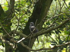 Hypsipetes amaurotis