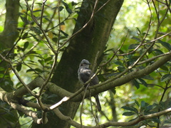 Hypsipetes amaurotis