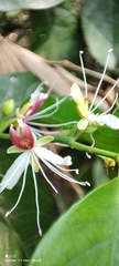 Capparis micracantha