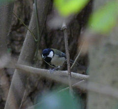 Parus minor
