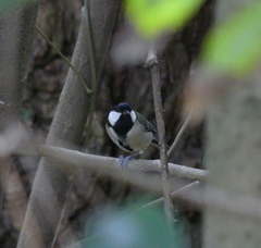 Parus minor
