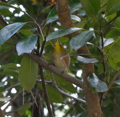 Zosterops japonicus