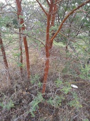 Vachellia rehmanniana