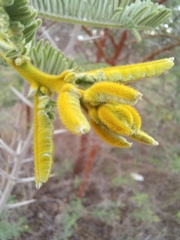 Vachellia rehmanniana