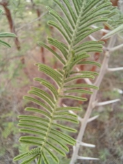 Vachellia rehmanniana