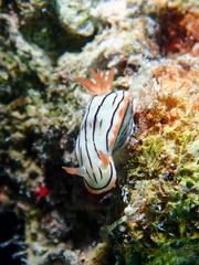 Chromodoris