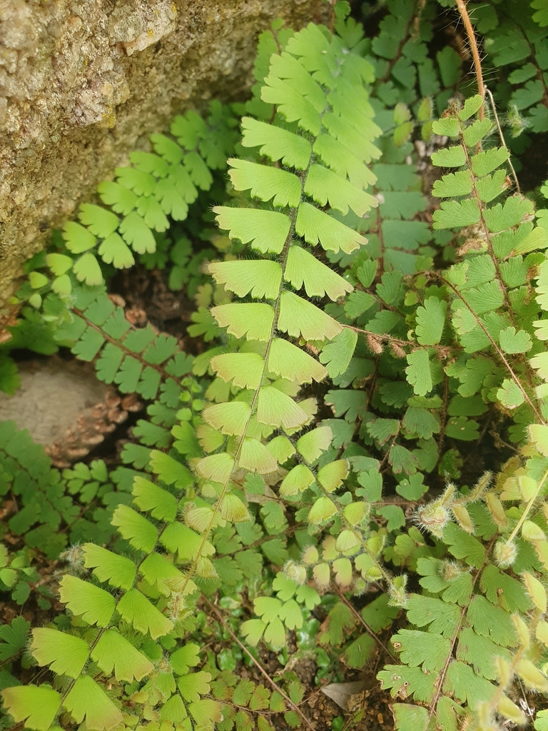 Torn Maidenhair Fern