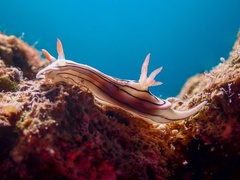 Chromodoris