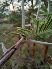Vachellia rehmanniana