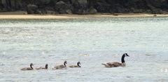 Branta canadensis maxima