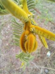 Vachellia rehmanniana