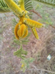 Vachellia rehmanniana