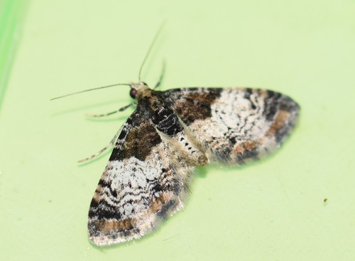 Eupithecia immodica