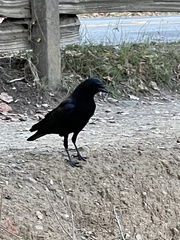 Corvus brachyrhynchos hesperis