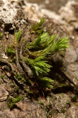 Lewinskya