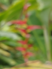 Heliconia rostrata