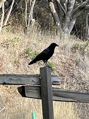 Corvus brachyrhynchos hesperis