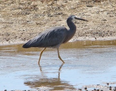 Egretta novaehollandiae novaehollandiae