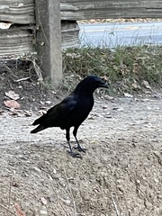 Corvus brachyrhynchos hesperis