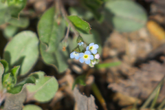 Trigonotis peduncularis