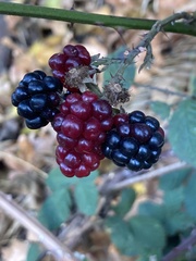 Rubus armeniacus