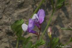 Vicia bungei