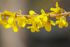 Forsythia suspensa