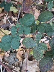 Rubus armeniacus